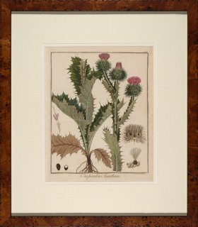 Hayne's Botanical in Burl 09