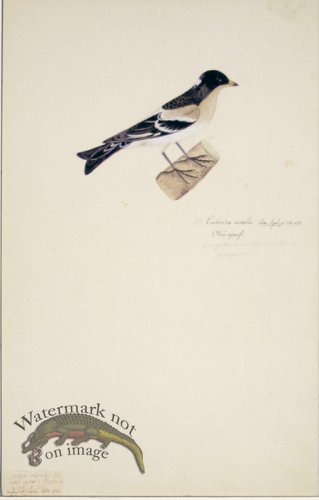 (image for) 91 Swedish Birds . Emberiza Nivalis, Snow Bunting