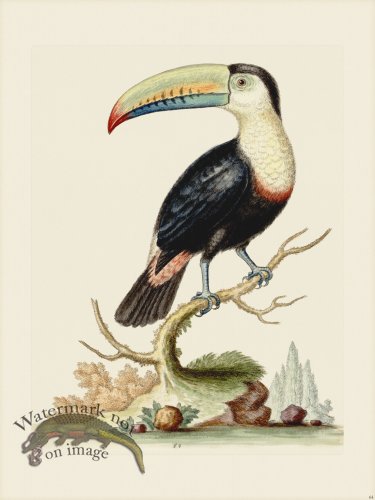 (image for) Edwards 064 Toucan