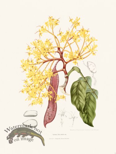 Horticulture of Java 10