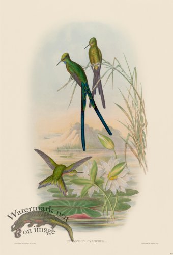 (image for) Gould Hummingbird 172