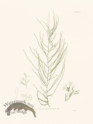 (image for) Bradbury Seaweed 145