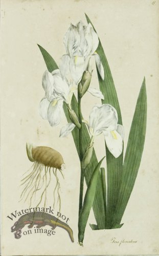 (image for) 1828_Gmp 008