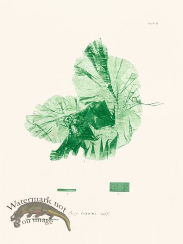 (image for) Bradbury Seaweed 202