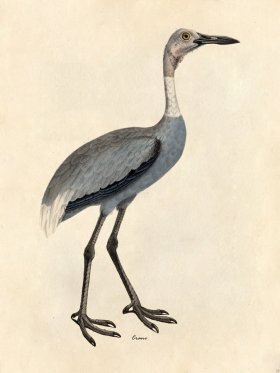 Crane - Tribute Bd 25