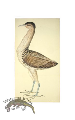 (image for) EUROPEAN BITTERN . PL 4