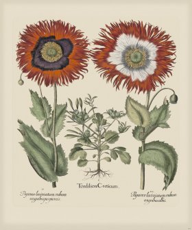 Besler 292 Colored B2