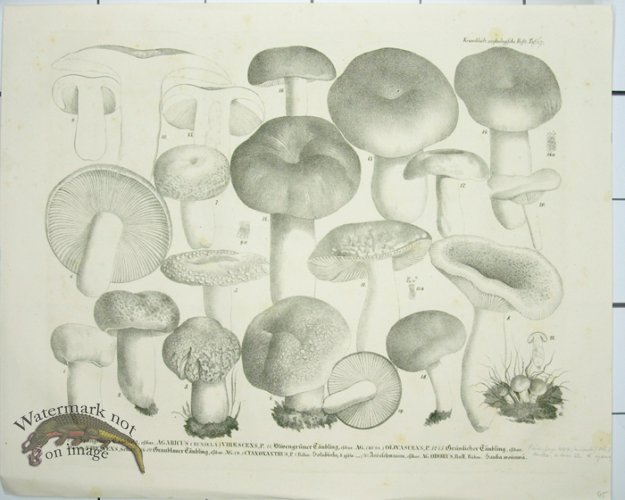 (image for) Mushroom Atlas 60