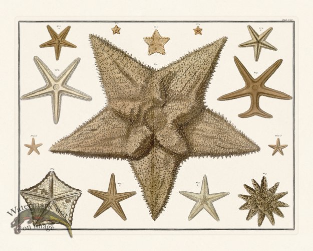 (image for) Seba B2 008 Starfish