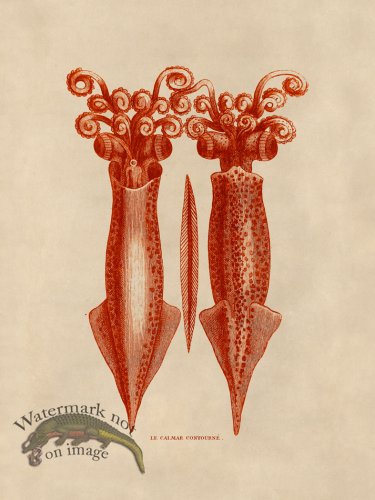 (image for) Octopus Orange 41