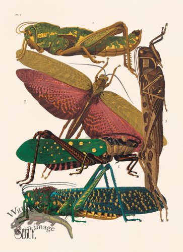 (image for) Seguy Bug 07