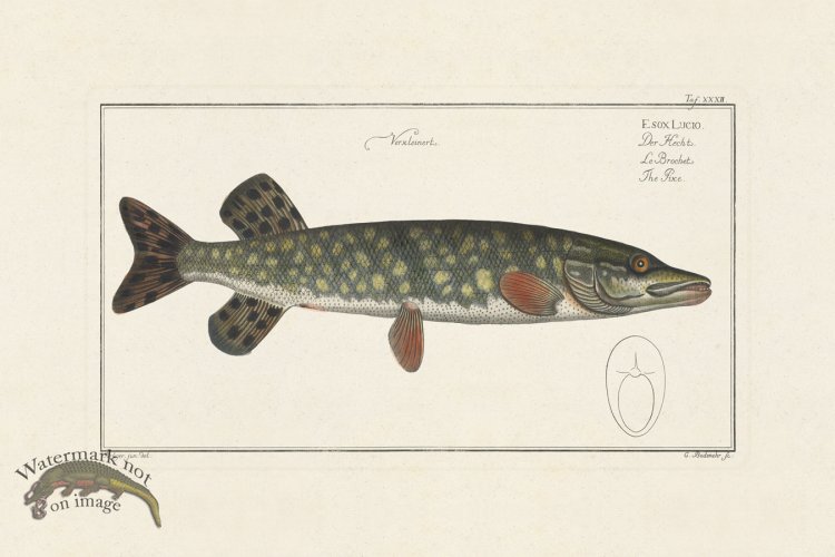 (image for) BLOCH FISH 032