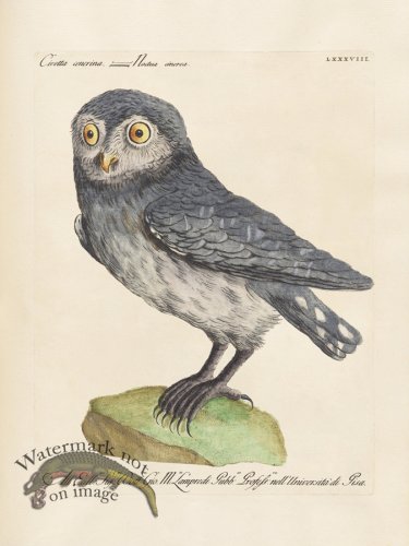 (image for) Manetti 088