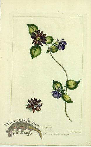 (image for) Philip Miller 104