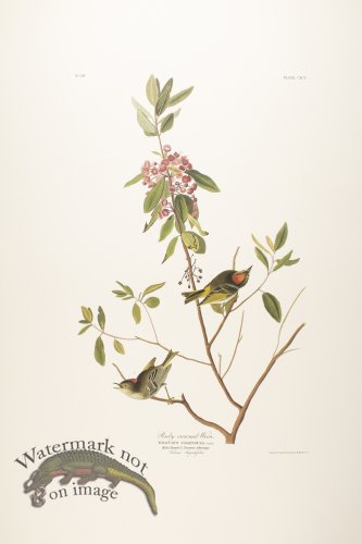 (image for) Ruby Crowned Regulus