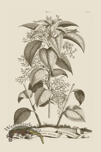 (image for) Abraham Munting 226