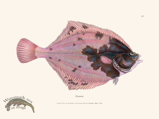 (image for) 077 Flounder