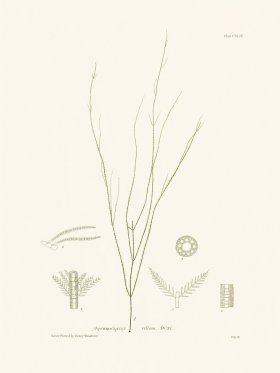 Bradbury Seaweed 144