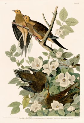 017 Carolina Turtle Dove