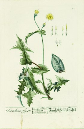 Blackwell German 216