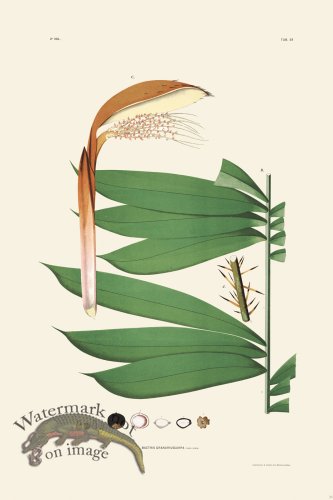 (image for) Rodrigues Palm Front 026