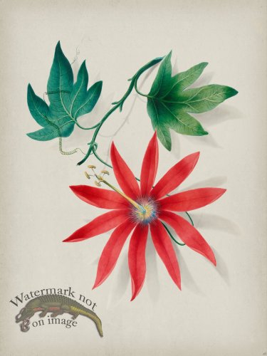 (image for) Andean Botanicals 016