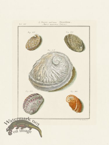 (image for) Martini Shells 003