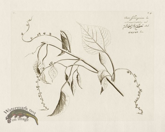 (image for) HORTUS VOL 02 40