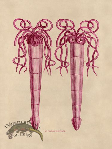 (image for) Octopus Pink 38