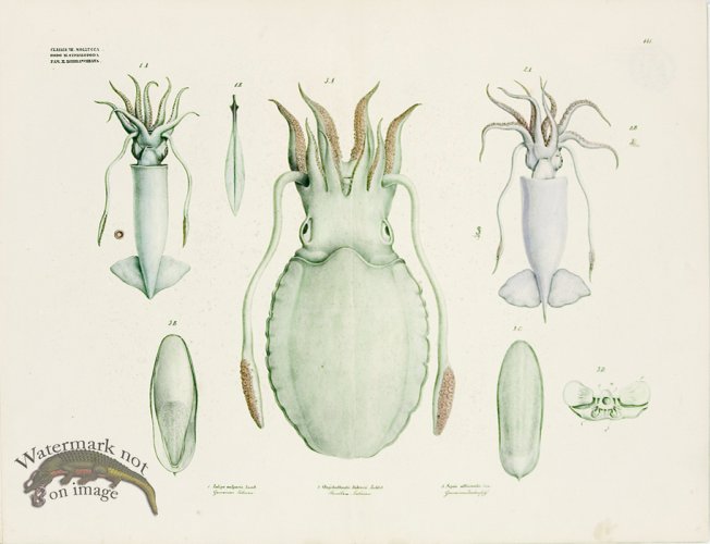 (image for) Goldfuss Squid