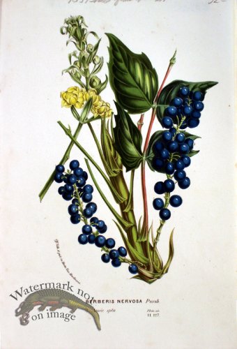 (image for) Botanical