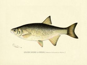 Golden Shiner or Bream