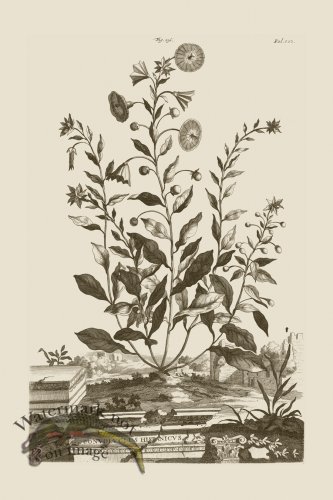 (image for) Abraham Munting 136