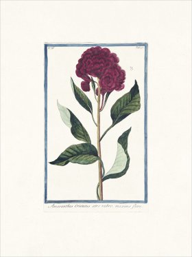 Bonelli 357 Amaranth