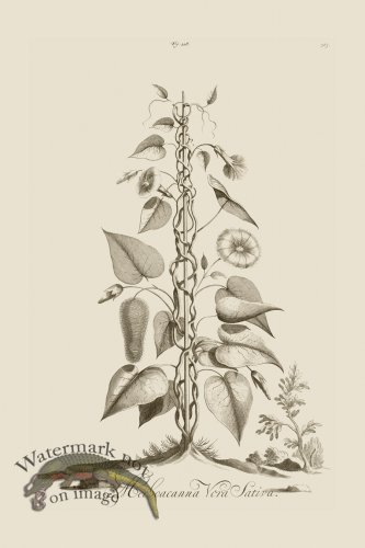 (image for) Abraham Munting 218