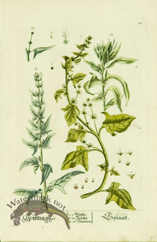 (image for) Blackwell German 220