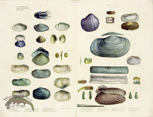 Goldfuss Shells Oyster pl 315