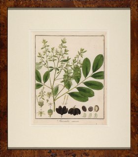 Hayne's Botanical in Burl 06