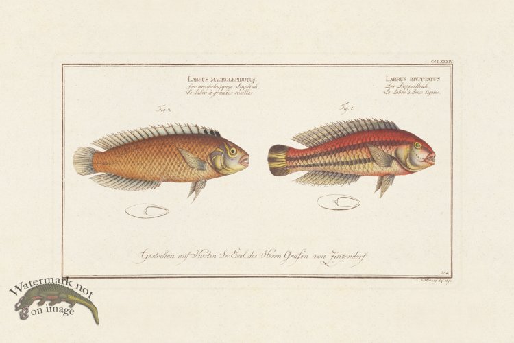 (image for) BLOCH FISH 284