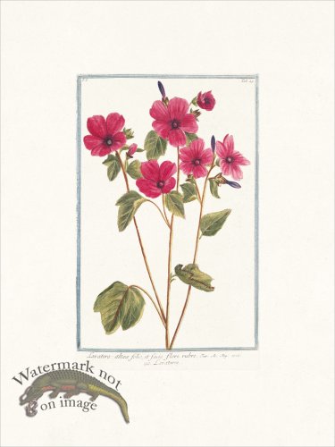 (image for) Bonelli 049 Tree Mallow