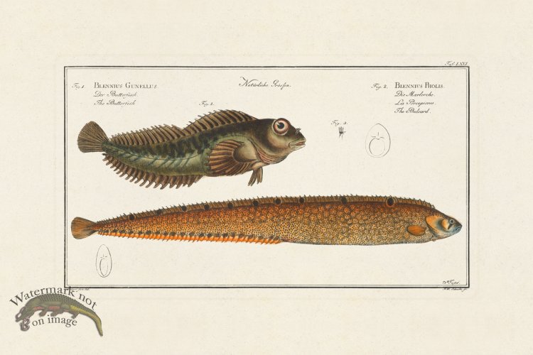 (image for) BLOCH FISH 071