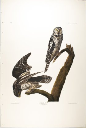 Hawk Owl