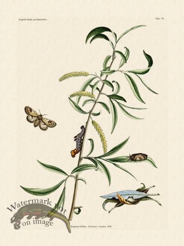 (image for) Wilkes Butterflies 078