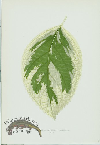 (image for) Lowes Leaves 30