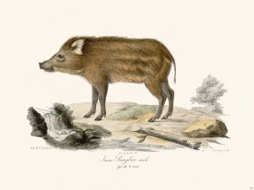 Cuvier 244 Young Male Boar