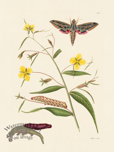 (image for) Abbot Butterfly 040