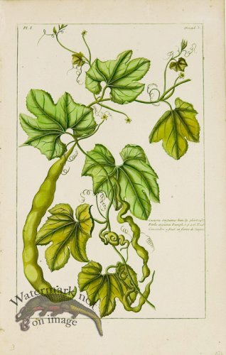 (image for) Buchoz Bot 46