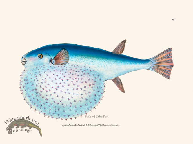 (image for) 048 Stellated Globe -Fish