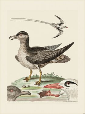 Edwards 149 Tropick-Bird