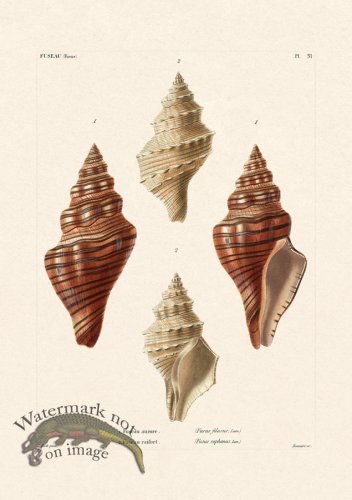 (image for) French Shell 051